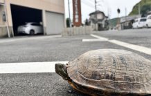 ﾄﾋﾟｯｸ（一宮土地売出し開始、吉備津にｴﾌﾞﾘｲ、ﾍﾟｱﾛｰﾝ型団信）