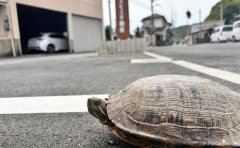 ﾄﾋﾟｯｸ（一宮土地売出し開始、吉備津にｴﾌﾞﾘｲ、ﾍﾟｱﾛｰﾝ型団信）