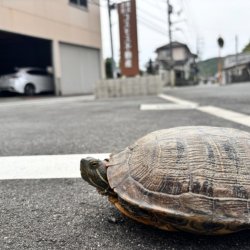 1223真庭あぐりガーデンが津高にオープン｜一宮・今岡お申込み