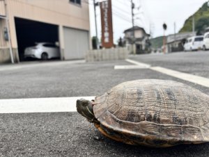 1223小山で4区画の分譲地販売開始