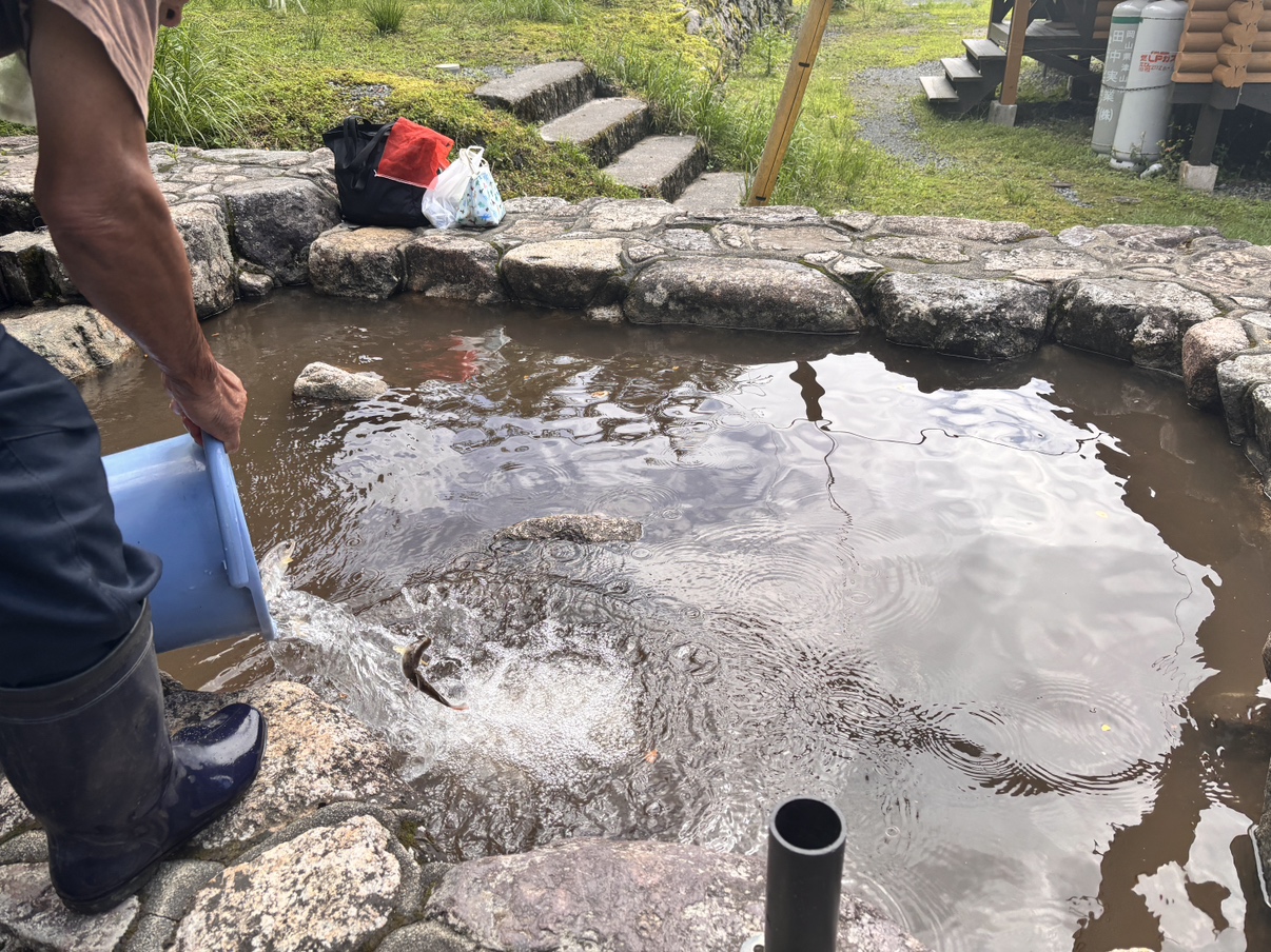 美作市の右手養魚センターで楽しむヤマメのつかみ取り